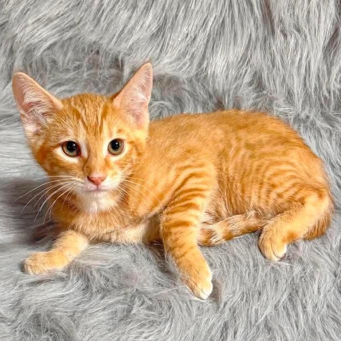 Enlarge Batman, a ADOPTABLE Domestic Short Hair in Reading, PA image 1/1