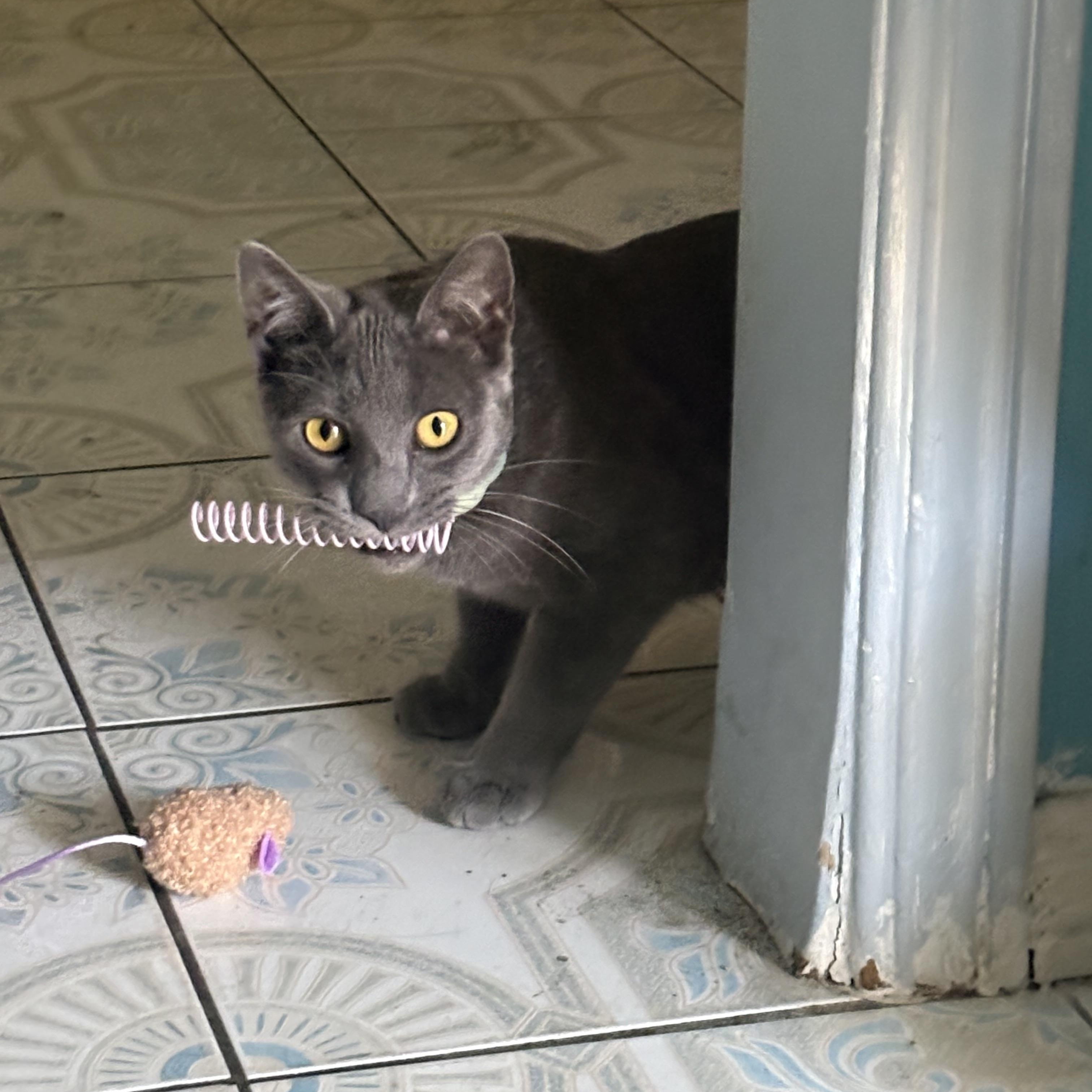 Enlarge Yakko, a Adoptable mixed breed in Sherman Oaks, CA image 2/6