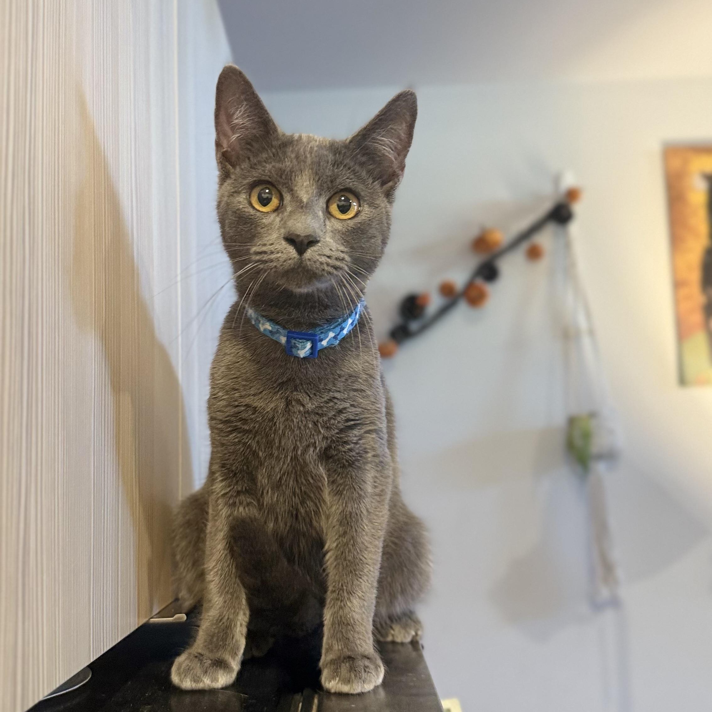 Enlarge Yakko, a Adoptable mixed breed in Sherman Oaks, CA image 1/6