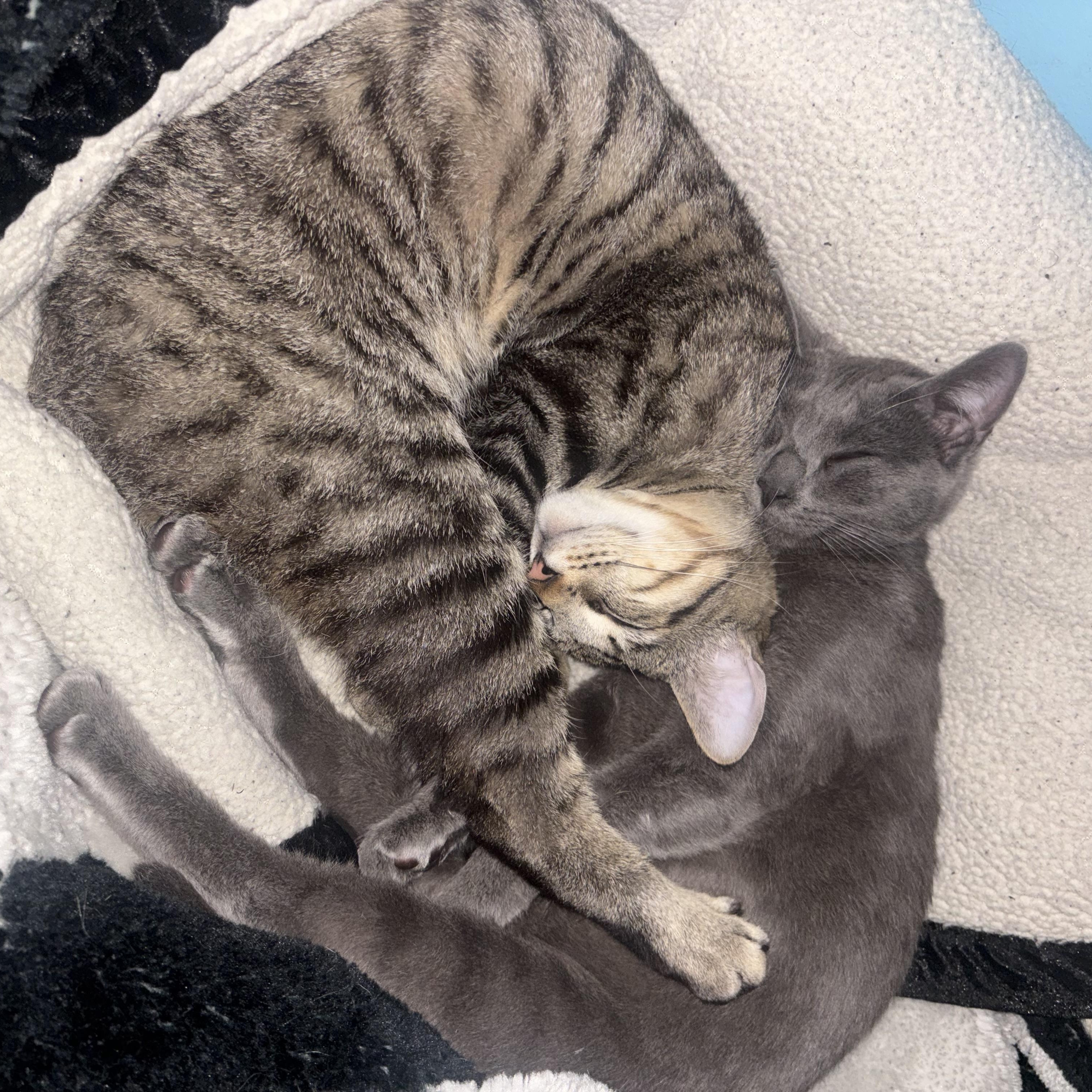 Enlarge Yakko, a Adoptable mixed breed in Sherman Oaks, CA image 6/6