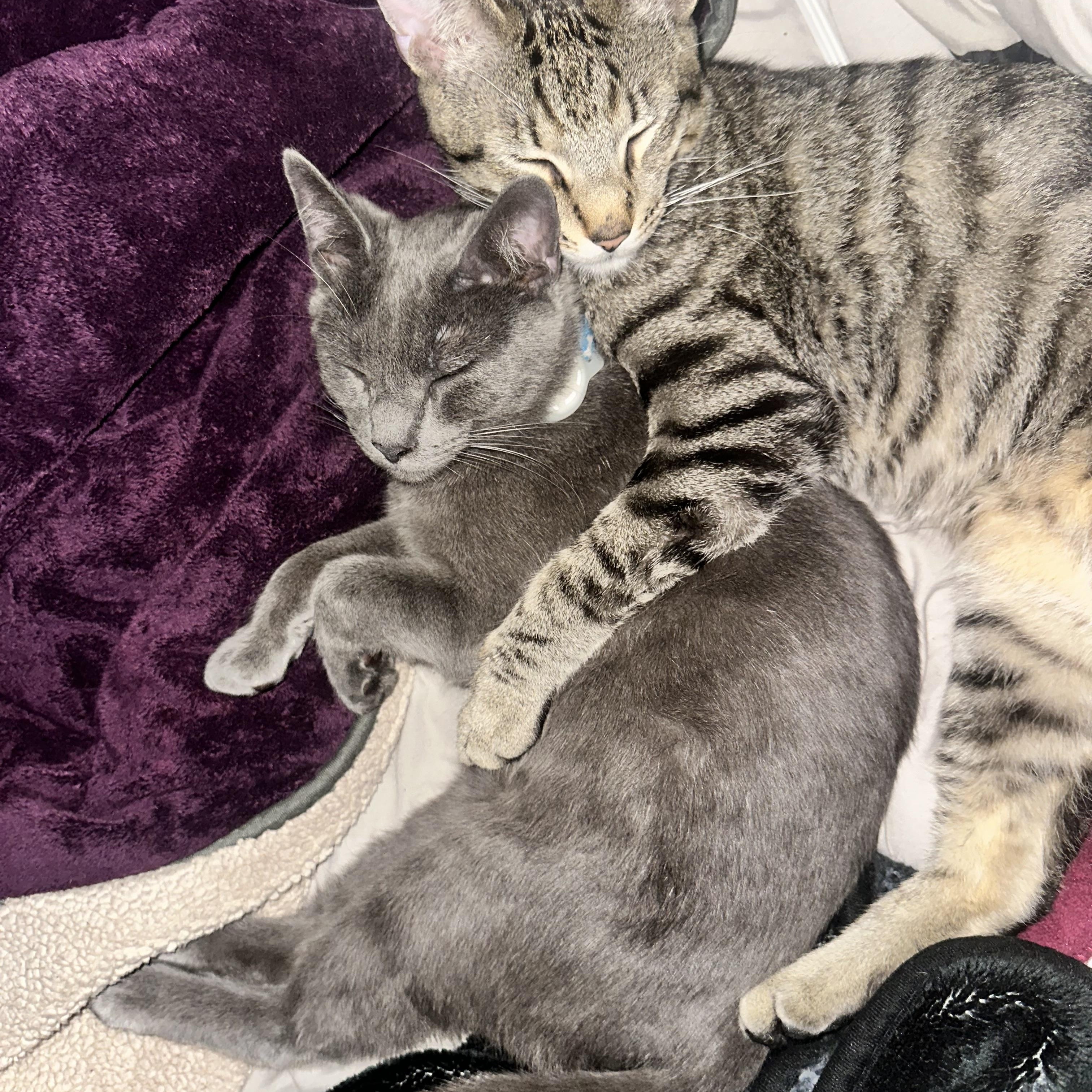 Enlarge Yakko, a Adoptable mixed breed in Sherman Oaks, CA image 5/6