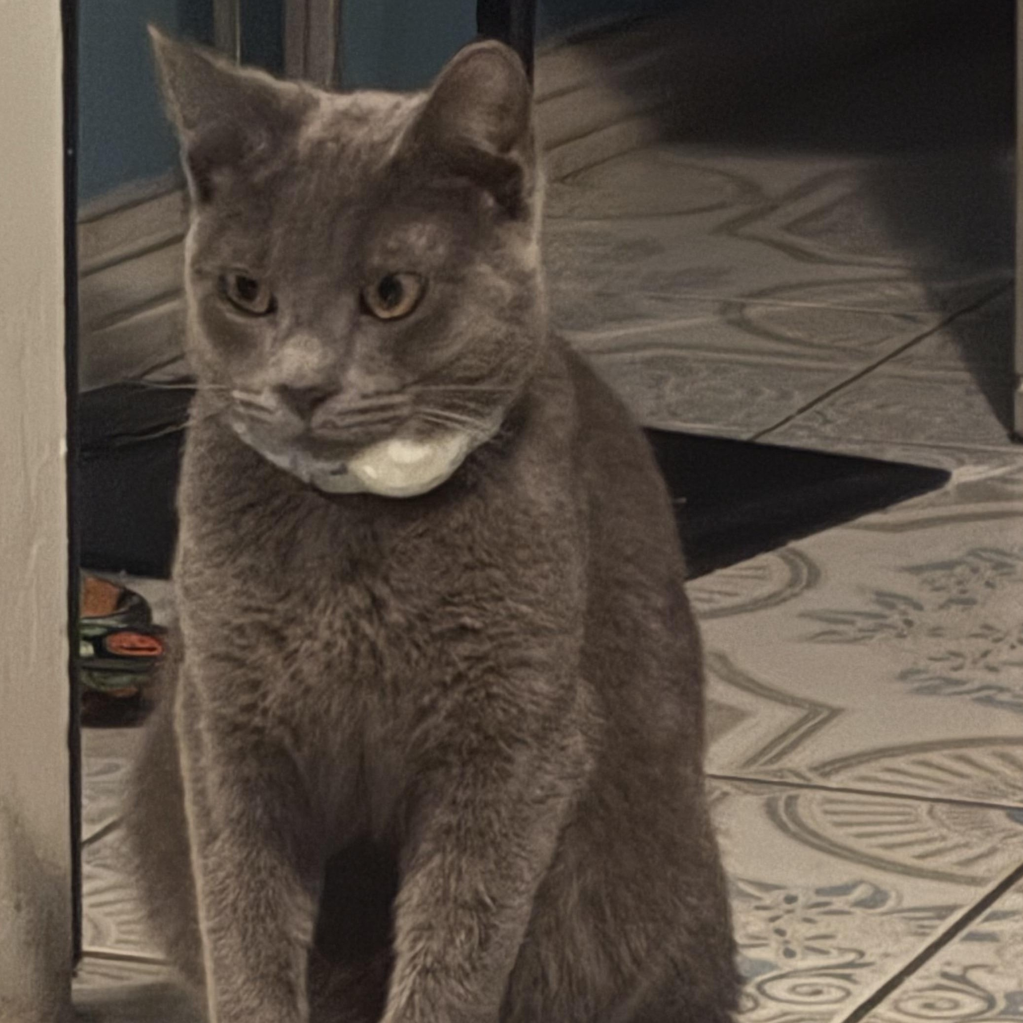 Enlarge Yakko, a Adoptable mixed breed in Sherman Oaks, CA image 4/6