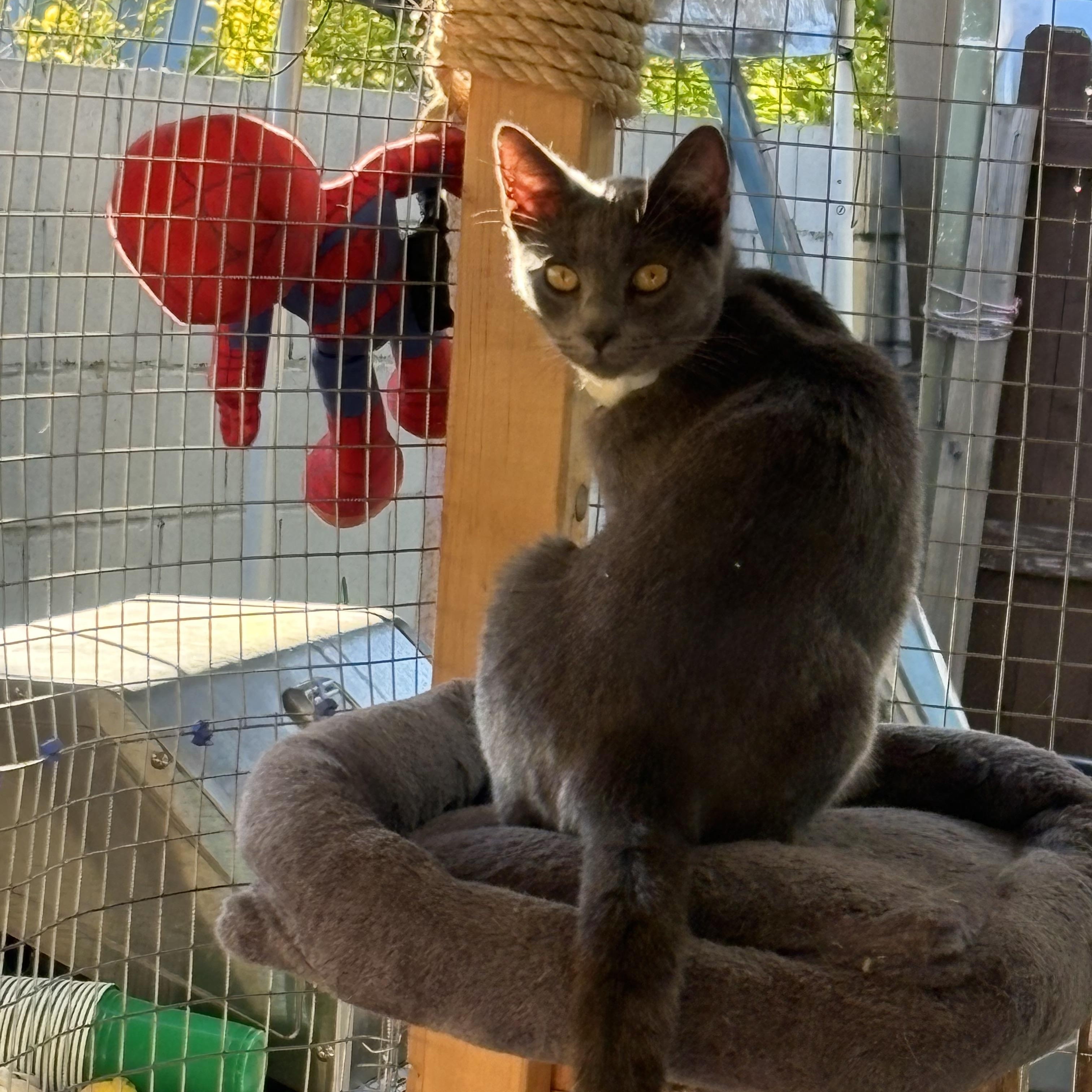 Enlarge Yakko, a Adoptable mixed breed in Sherman Oaks, CA image 3/6