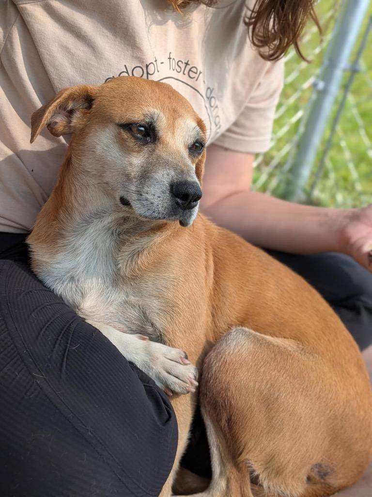 Jackie, Adoptable, Adult Female Beagle & Mixed Breed.