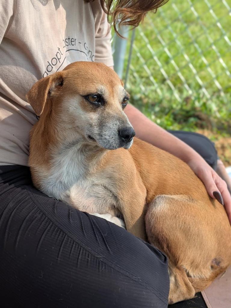 Enlarge Jackie, a Adoptable mixed breed in Blountville, TN image 2/4