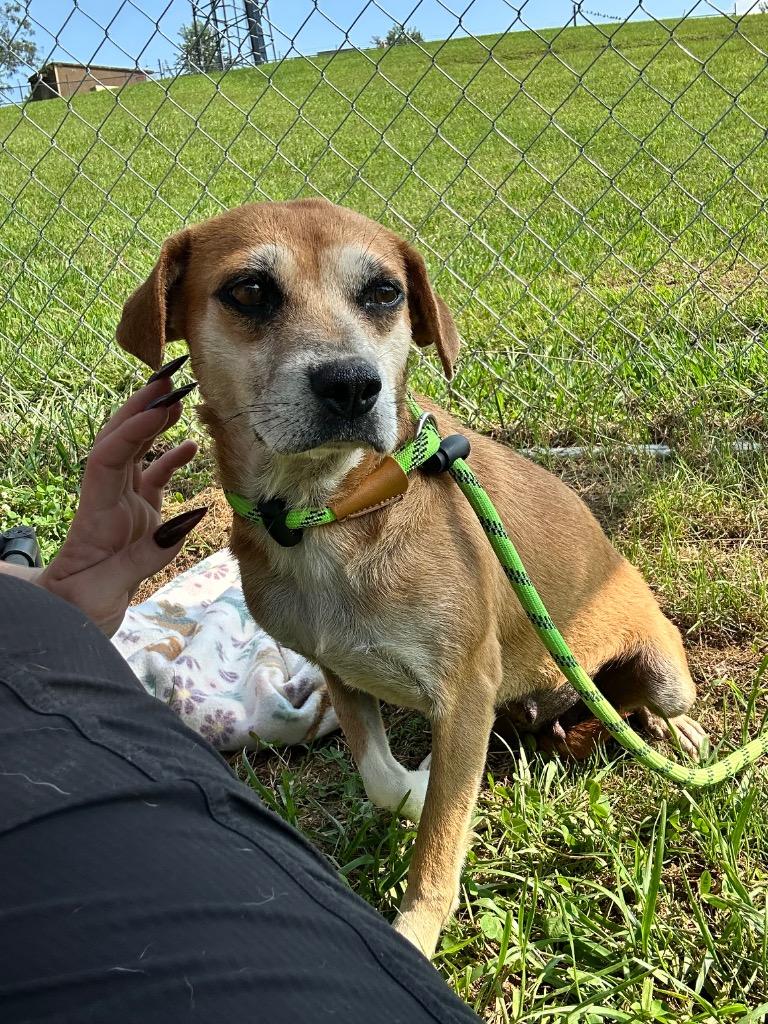Enlarge Jackie, a Adoptable mixed breed in Blountville, TN image 3/4