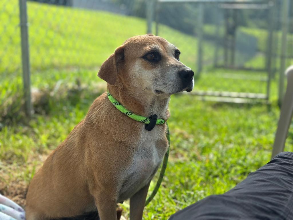 Enlarge Jackie, a Adoptable mixed breed in Blountville, TN image 4/4