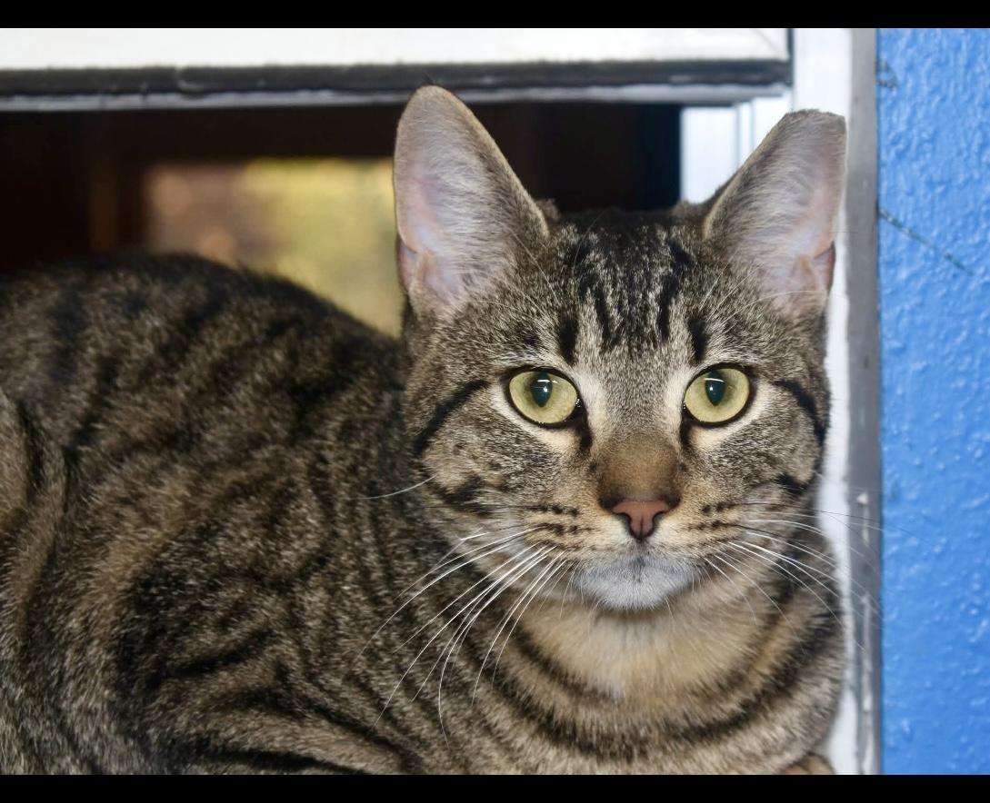 El Tigre, Adoptable, Adult Male Domestic Short Hair.