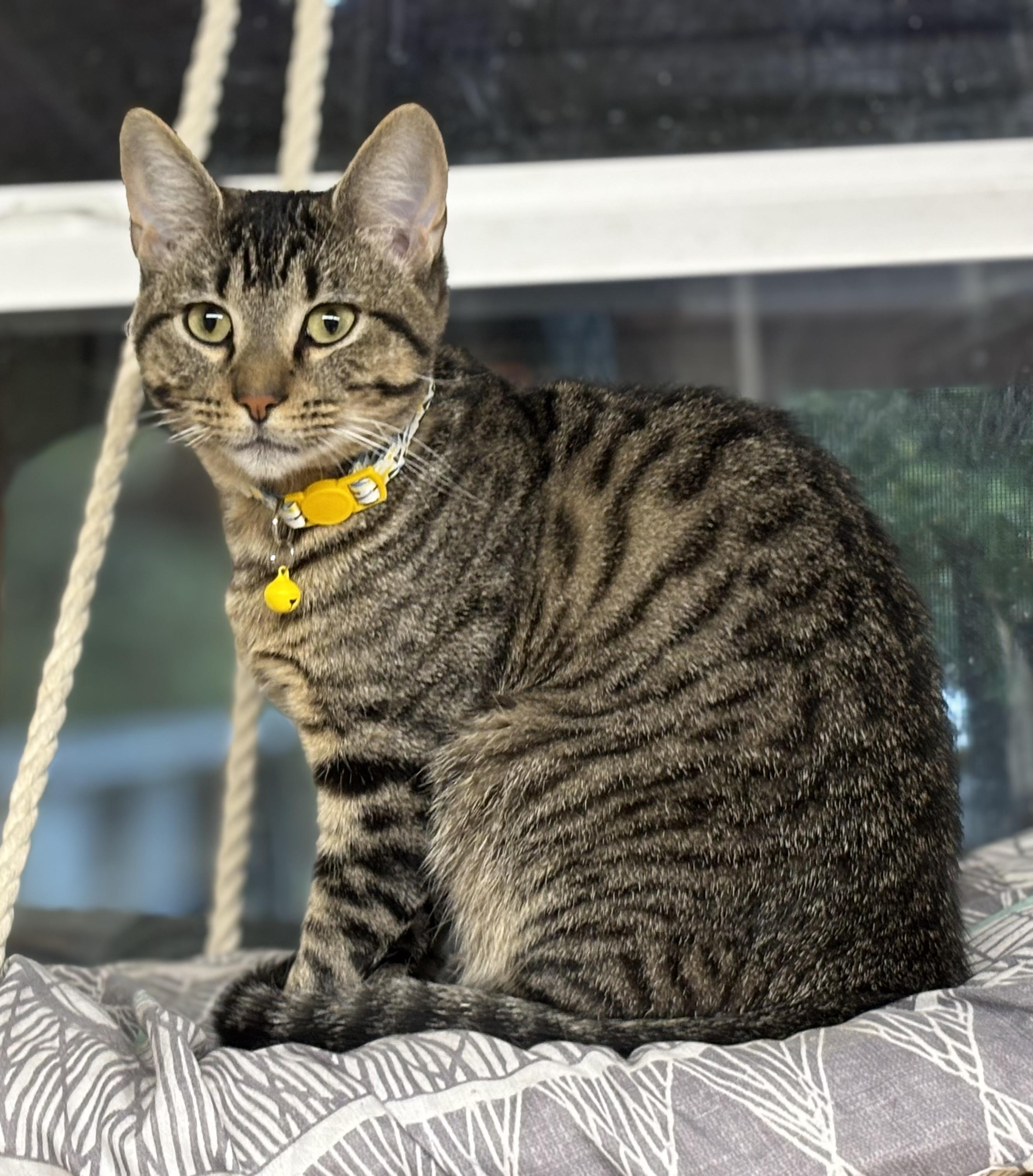 El Tigre, a Adoptable Domestic Short Hair in Melbourne, AR image 2/6