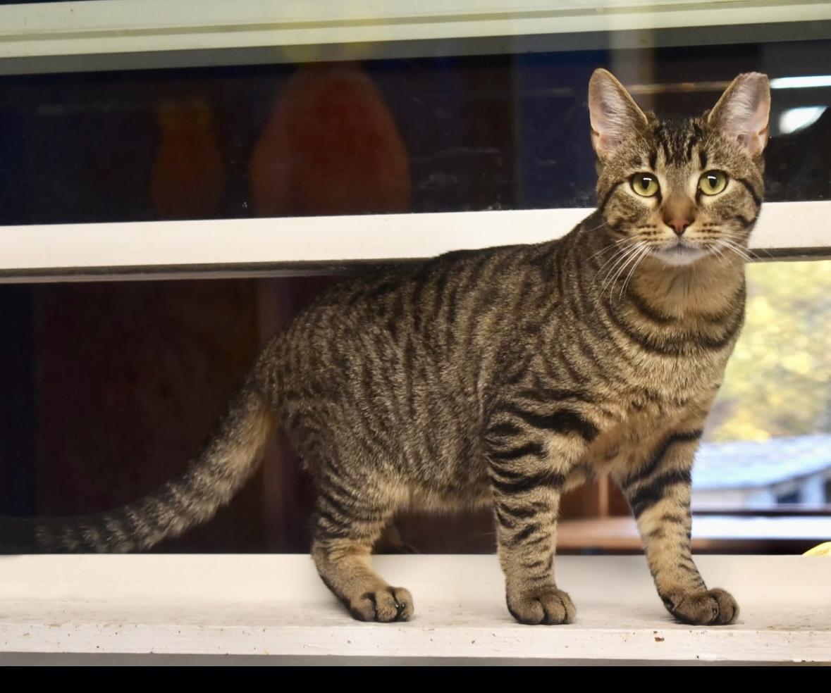 El Tigre, a Adoptable Domestic Short Hair in Melbourne, AR image 3/6