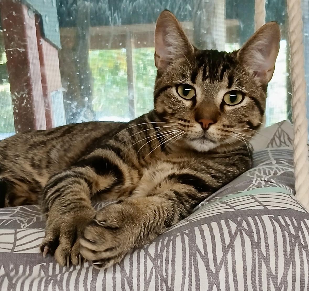 El Tigre, a Adoptable Domestic Short Hair in Melbourne, AR image 5/6