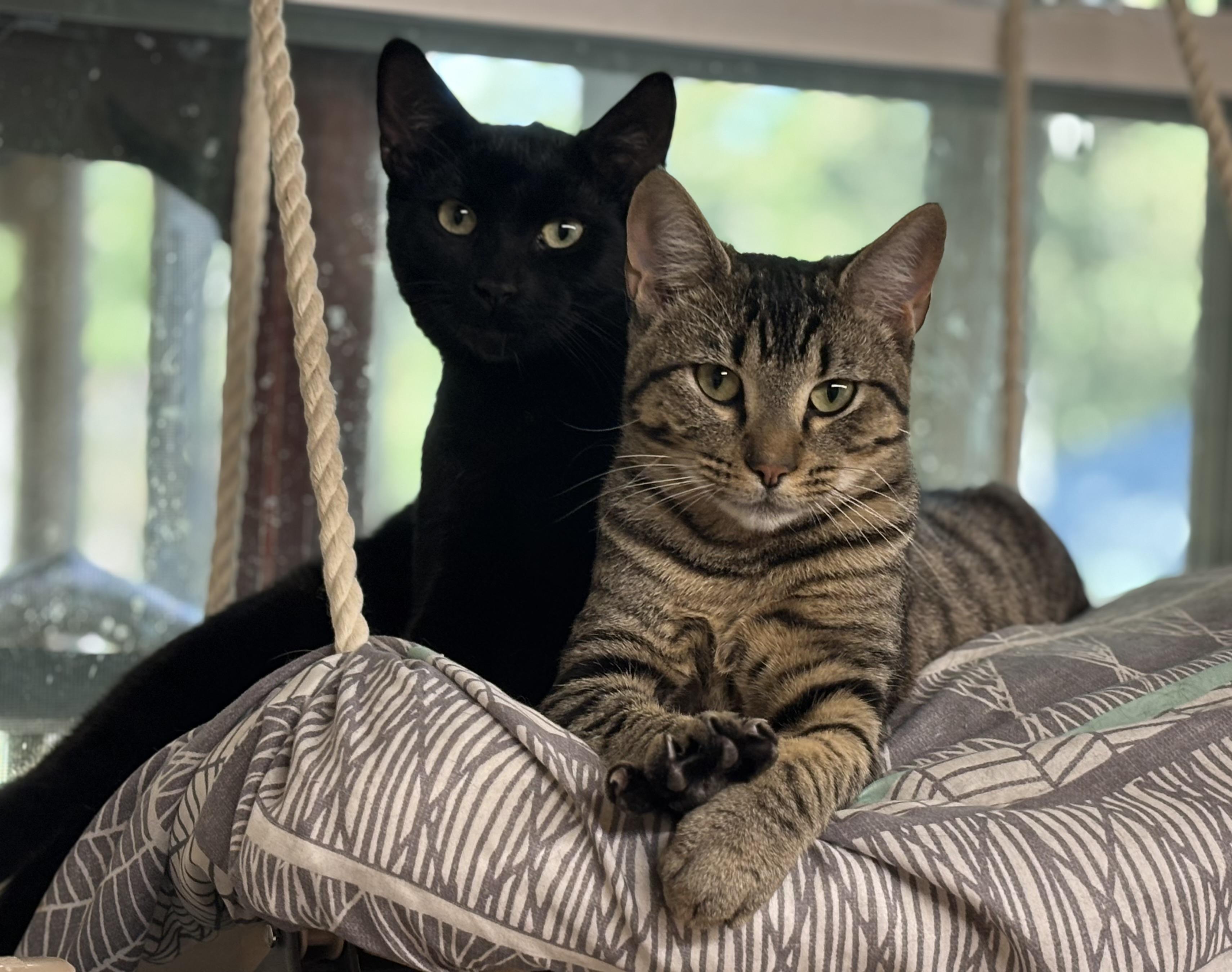 El Tigre, a Adoptable Domestic Short Hair in Melbourne, AR image 6/6