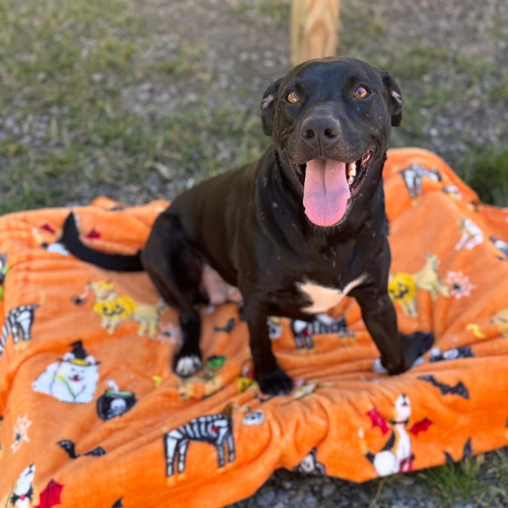 Enlarge Nemo, a Adoptable Mixed Breed in Fairmont, WV image 1/2