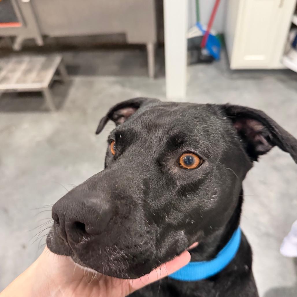 Nemo, a Adoptable Mixed Breed in Fairmont, WV image 2/4