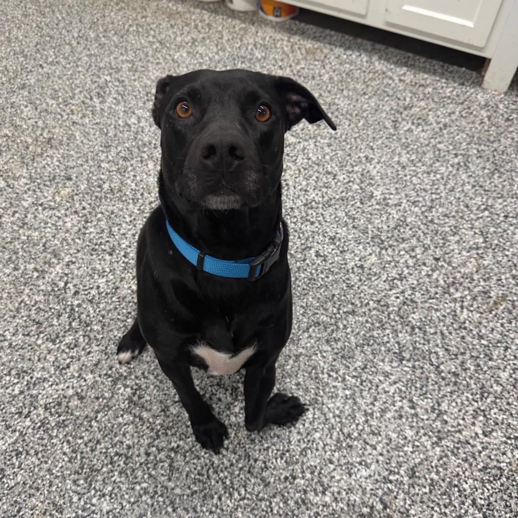 Nemo, a Adoptable Mixed Breed in Fairmont, WV image 3/4