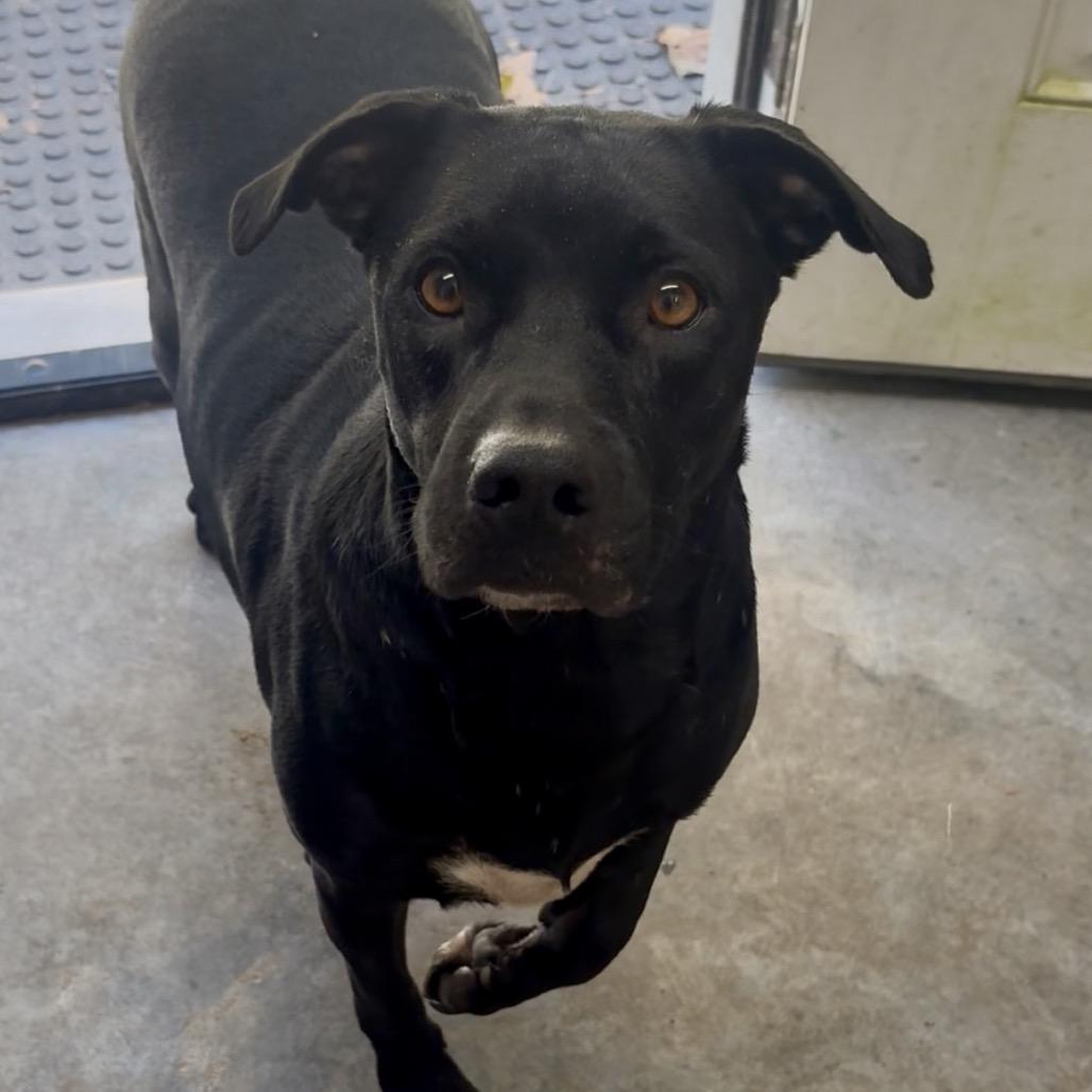 Enlarge Nemo, a Adoptable Mixed Breed in Fairmont, WV image 2/2