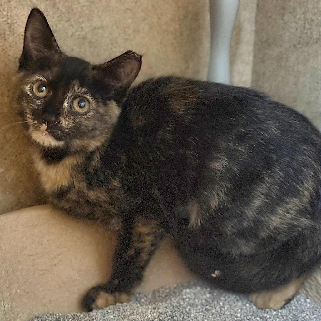 Amber, a Adoptable Domestic Short Hair in Tampa, FL image 1/6