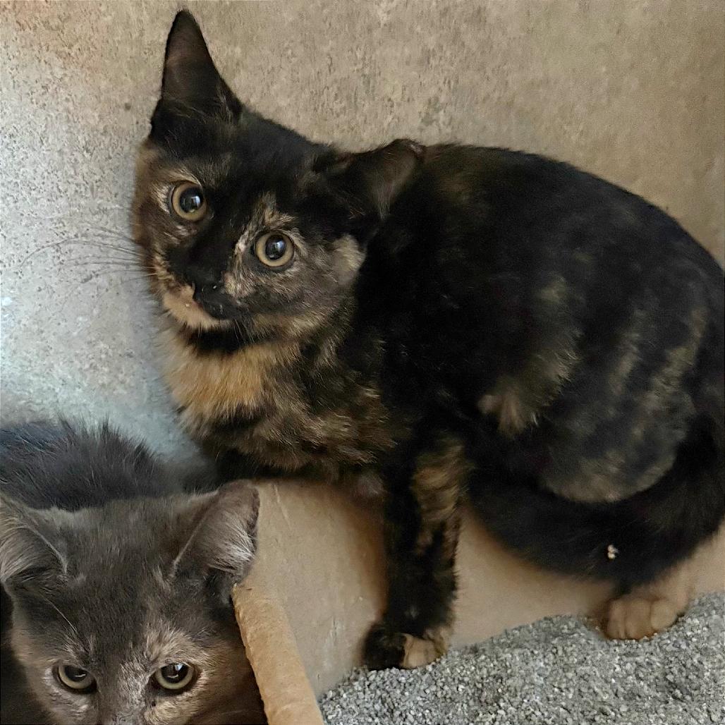 Amber, a Adoptable Domestic Short Hair in Tampa, FL image 2/6