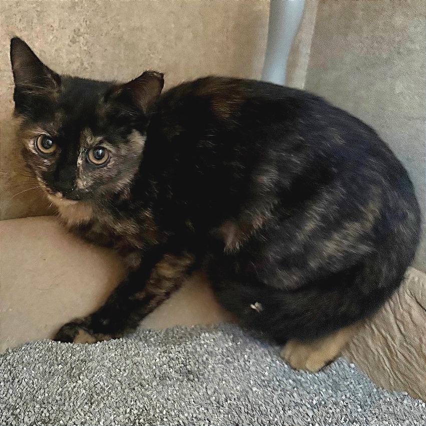 Amber, a Adoptable Domestic Short Hair in Tampa, FL image 3/6