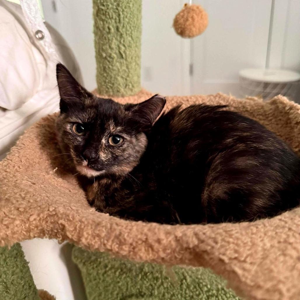 Amber, a Adoptable Domestic Short Hair in Tampa, FL image 4/6