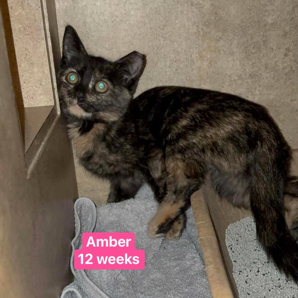 Amber, a Adoptable Domestic Short Hair in Tampa, FL image 5/6