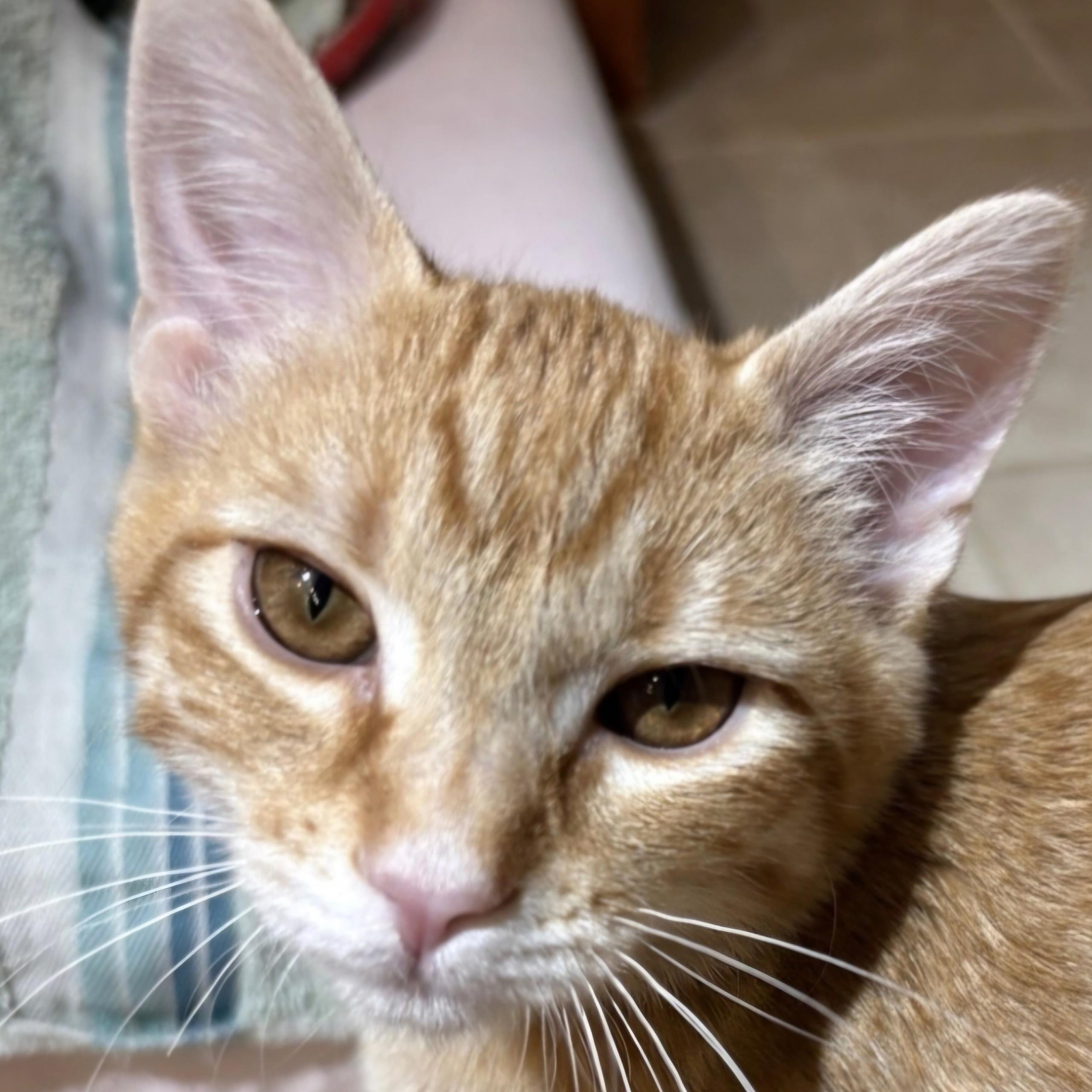 Cheeto, Adoptable, Kitten Male Domestic Short Hair.
