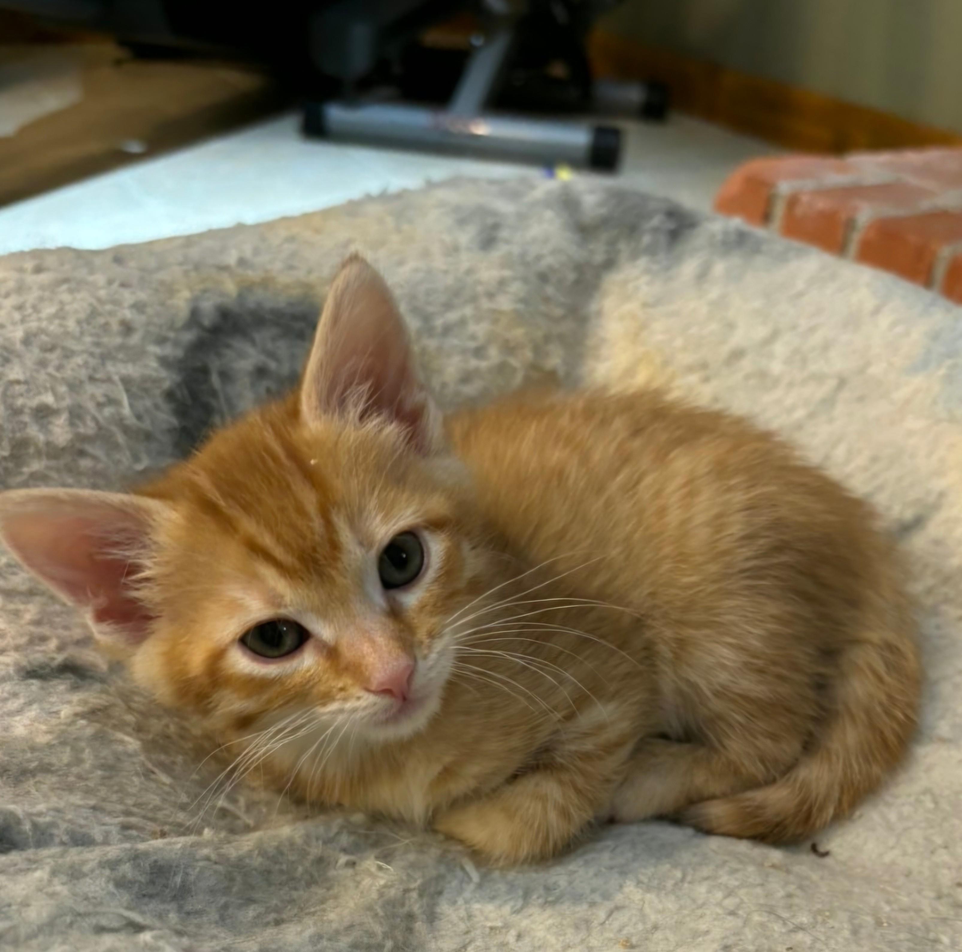 Enlarge Cheeto, a Adoptable mixed breed in Buhl, ID image 2/3