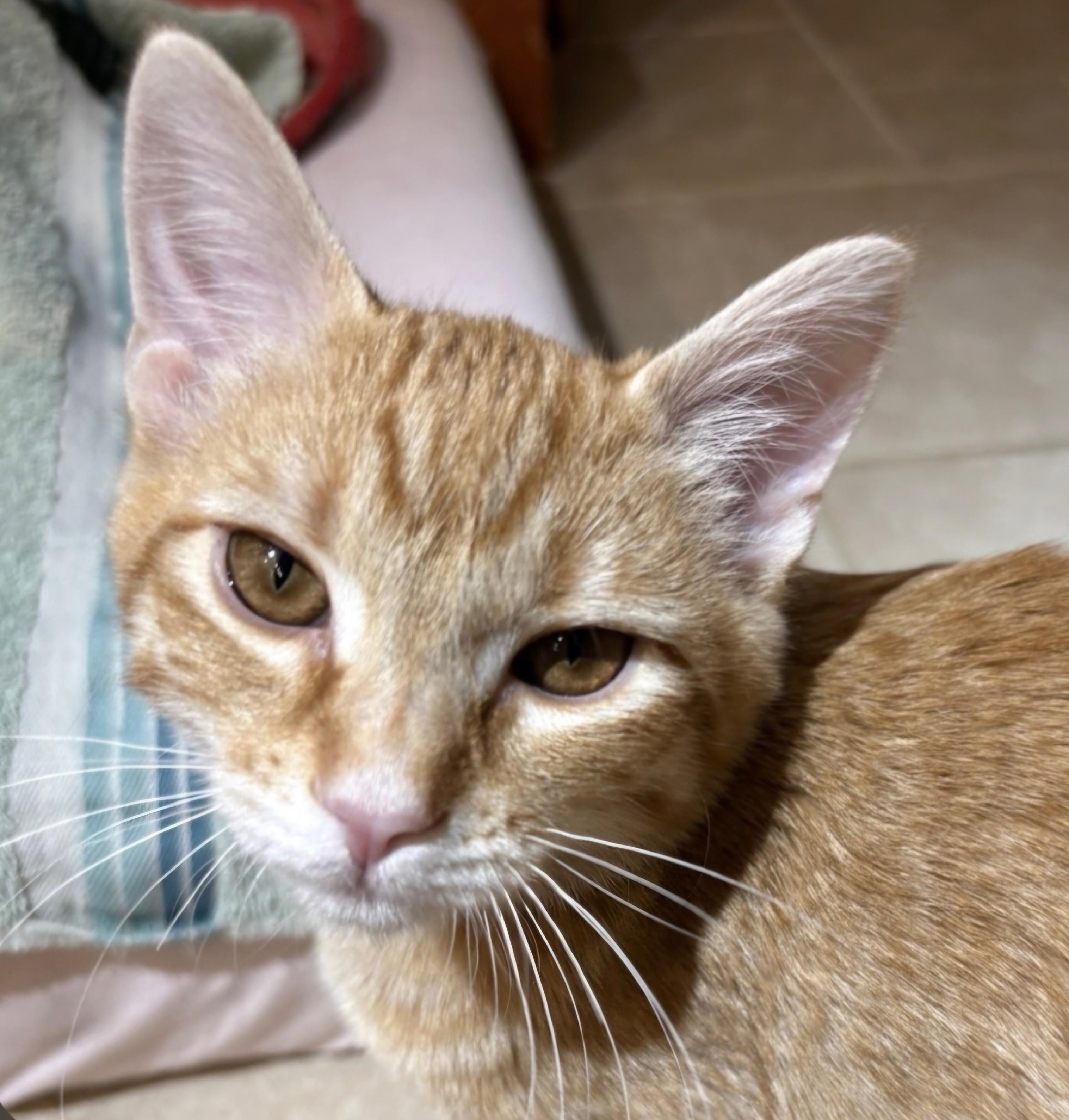 Enlarge Cheeto, a Adoptable mixed breed in Buhl, ID image 3/3