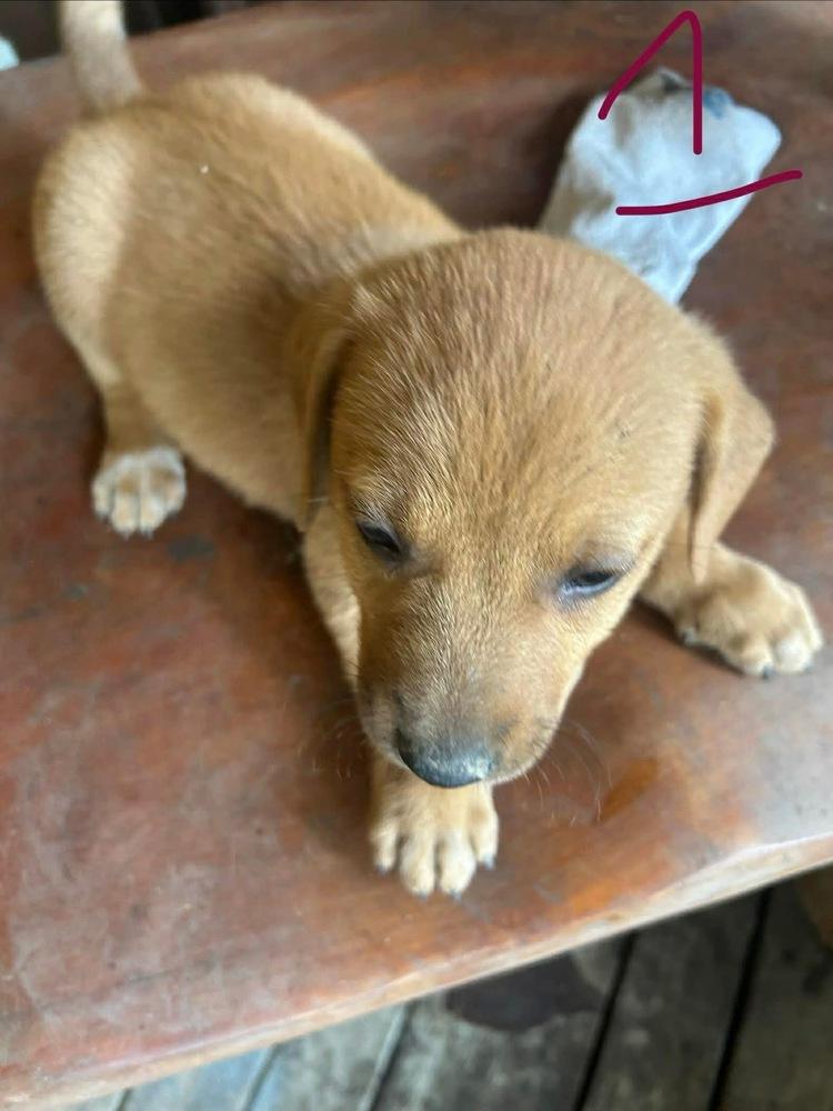 26-028 Astro, a Adoptable mixed breed in Richardson, TX image 1/6