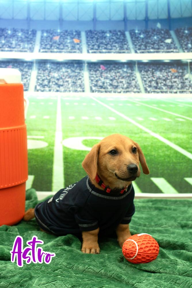 26-028 Astro, a Adoptable mixed breed in Richardson, TX image 2/6