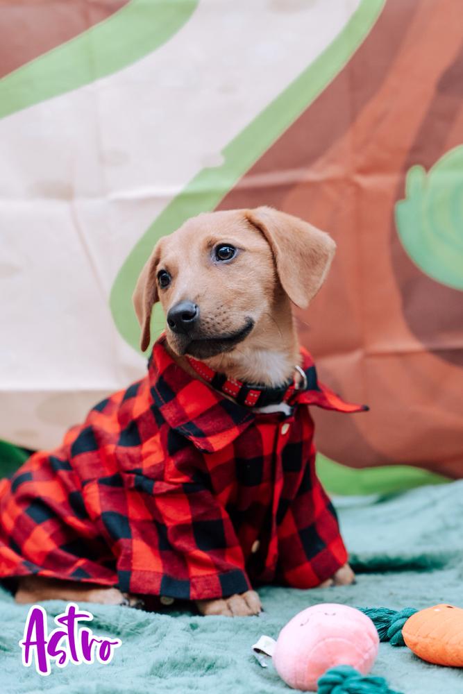 26-028 Astro, a Adoptable mixed breed in Richardson, TX image 3/6