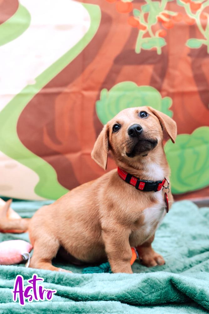 26-028 Astro, a Adoptable mixed breed in Richardson, TX image 5/6