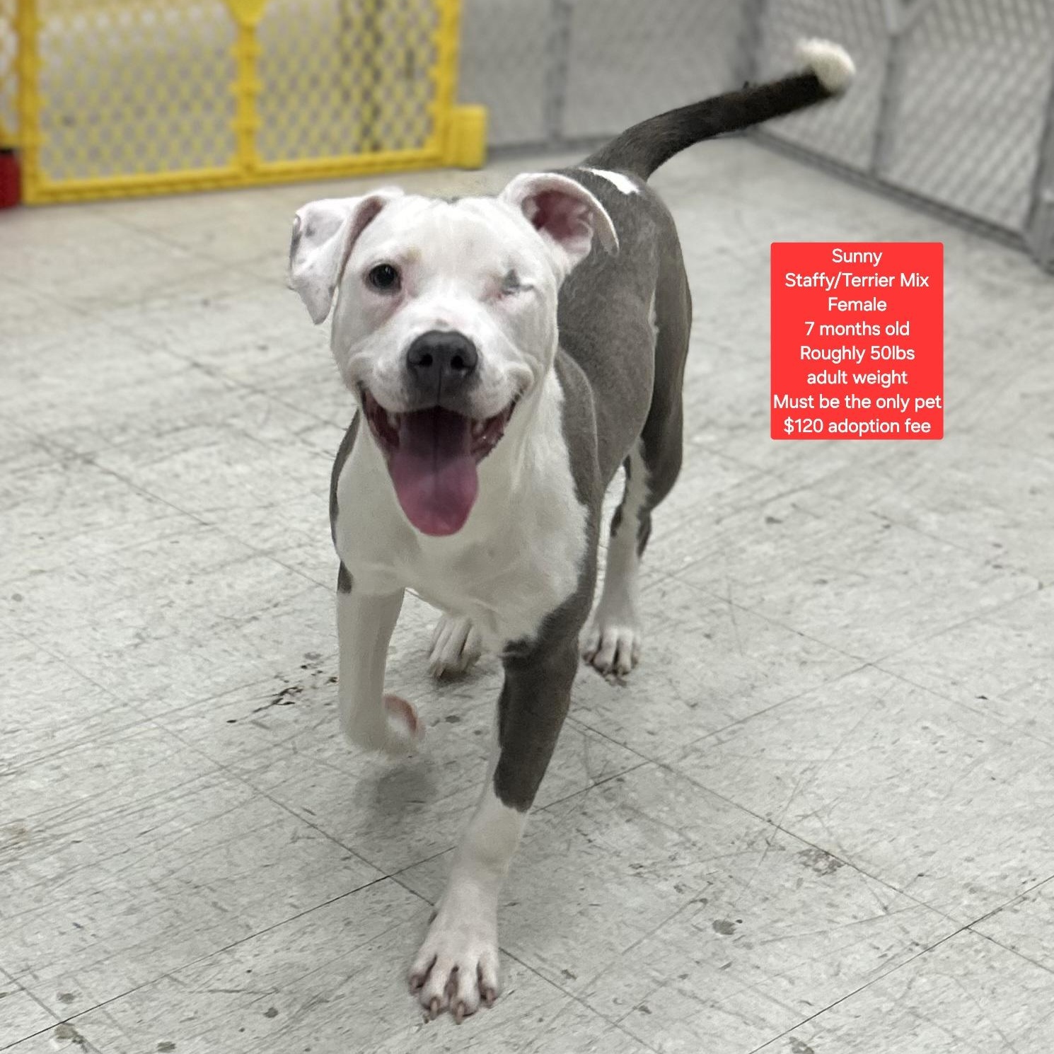 Sunny, ADOPTABLE, Young Female Staffordshire Bull Terrier & Pit Bull Terrier.