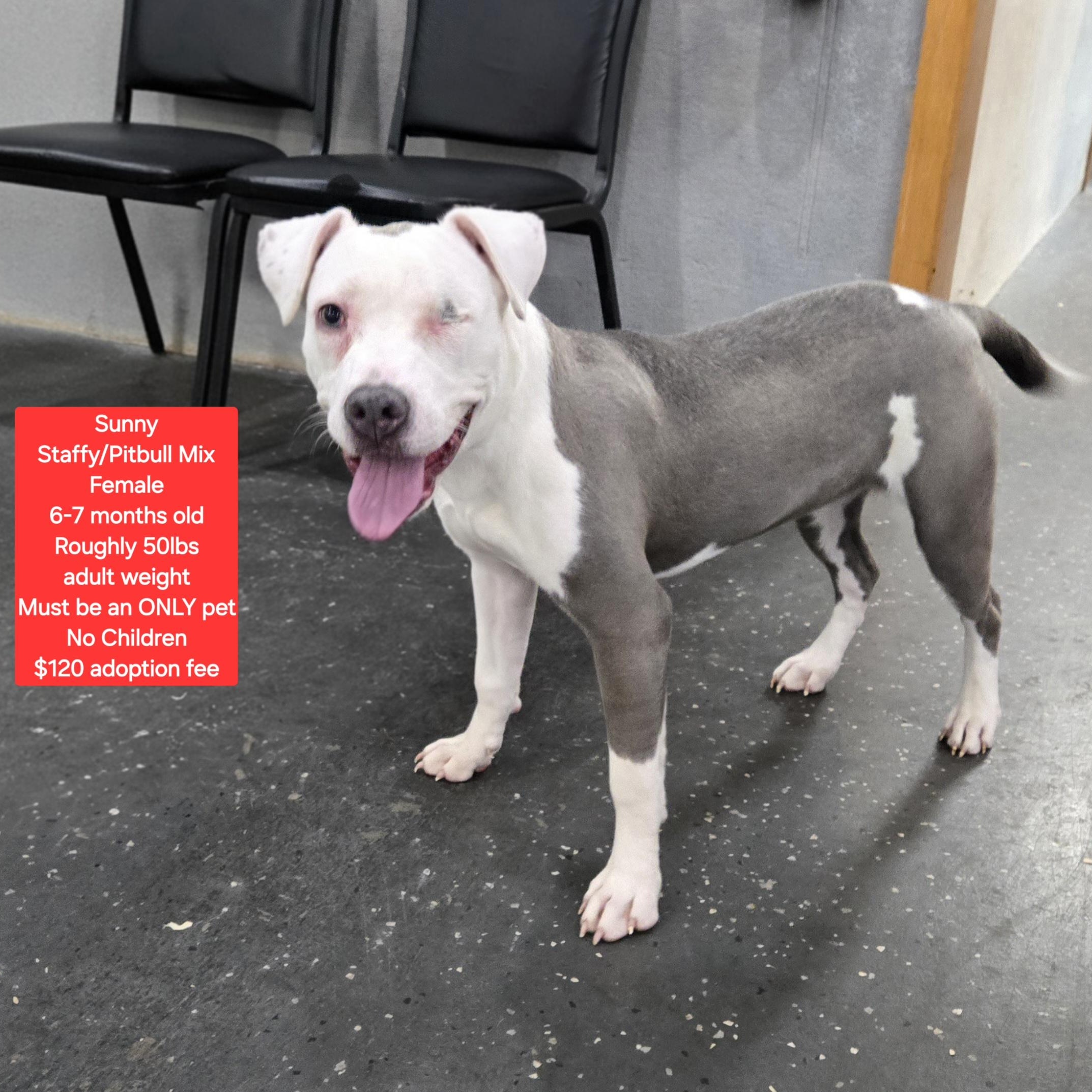 Sunny, ADOPTABLE, Young Female Staffordshire Bull Terrier & Pit Bull Terrier.