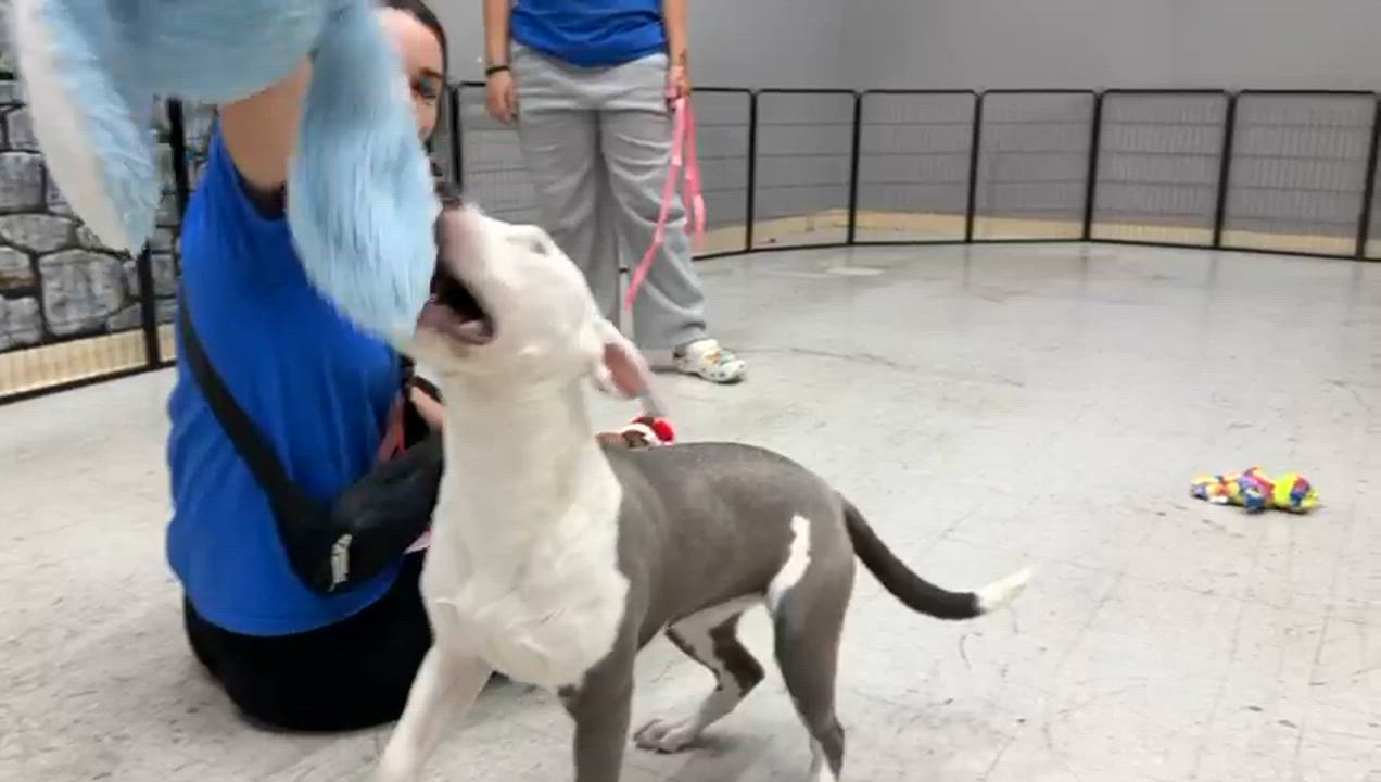 Enlarge Sunny, a ADOPTABLE mixed breed in Oviedo, FL video 2/2