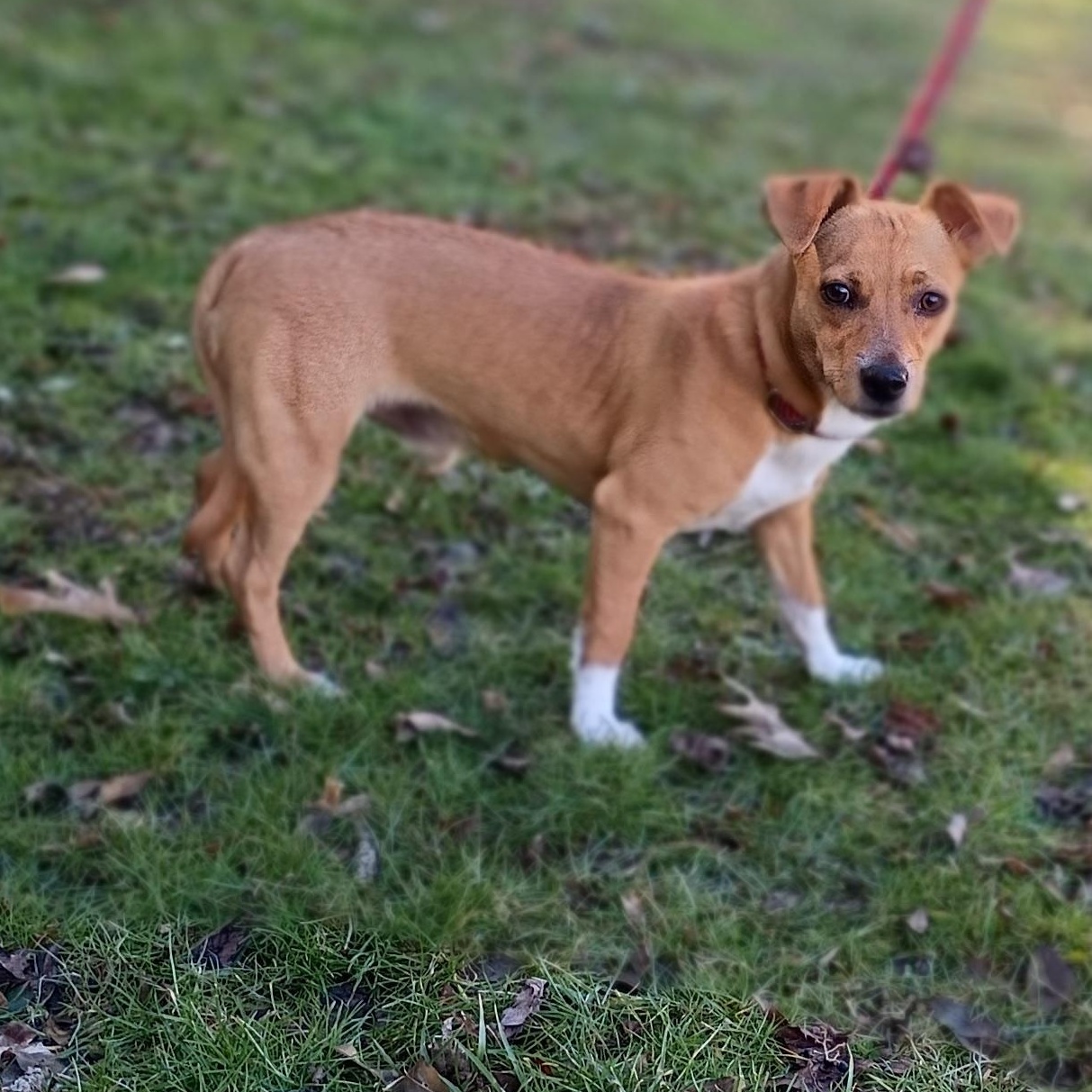 Taz, ADOPTABLE, Adult Male Chihuahua & Corgi.