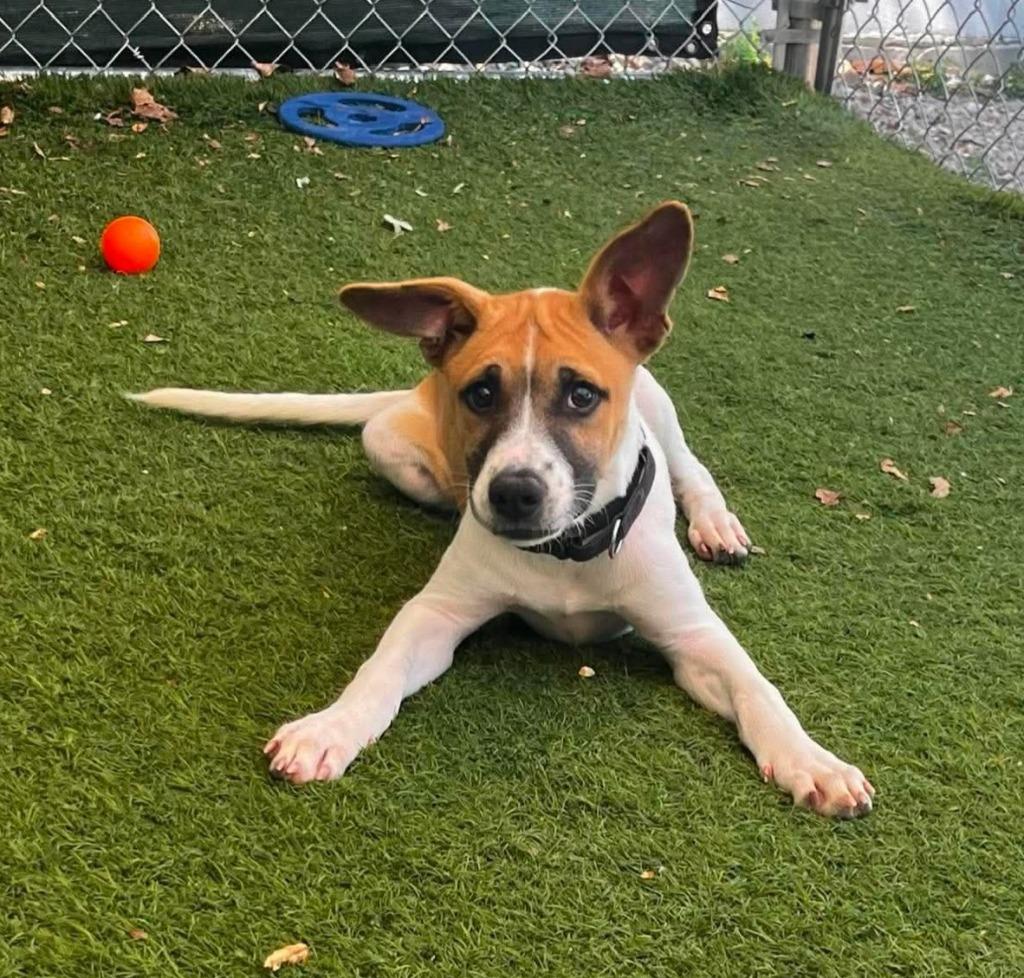 Enlarge Taylin, a Adoptable mixed breed in Sunrise Beach, MO image 1/3