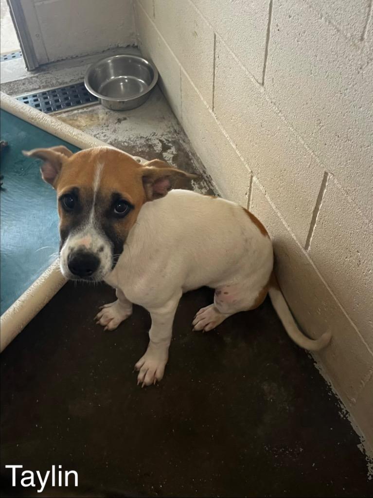 Enlarge Taylin, a Adoptable mixed breed in Sunrise Beach, MO image 2/3