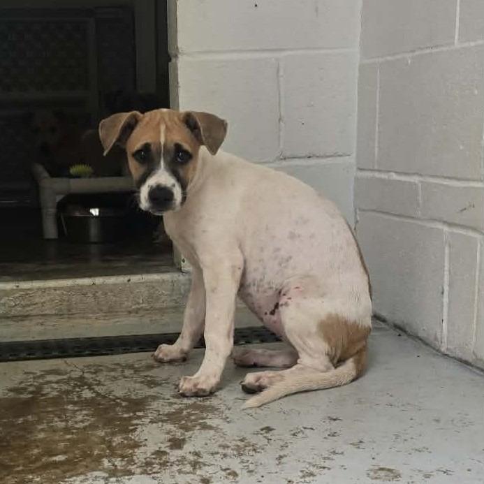 Enlarge Taylin, a Adoptable mixed breed in Sunrise Beach, MO image 3/3