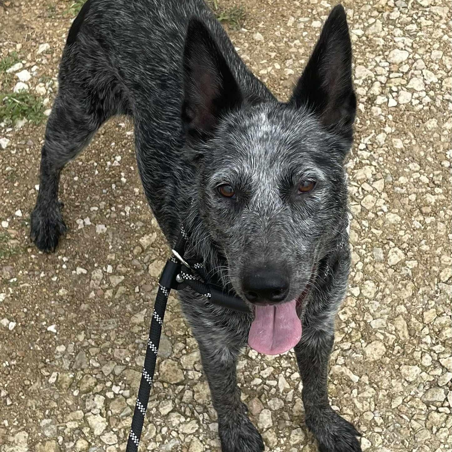 Stormi, Adult Female Australian Cattle Dog / Blue Heeler
