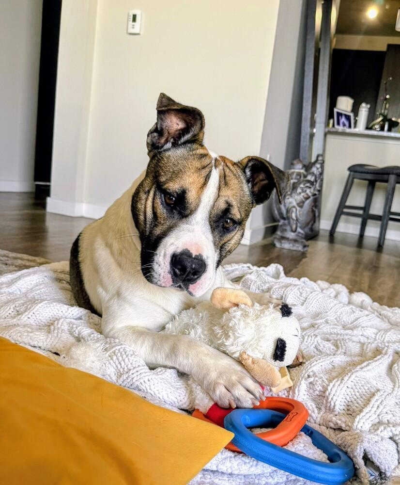 Spud, Adoptable, Adult Male Pit Bull Terrier.