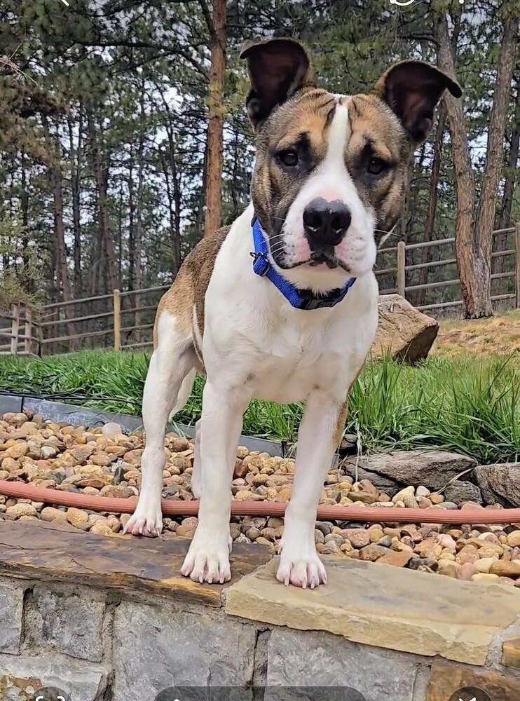 Spud, a Adoptable mixed breed in Evergreen, CO image 5/6