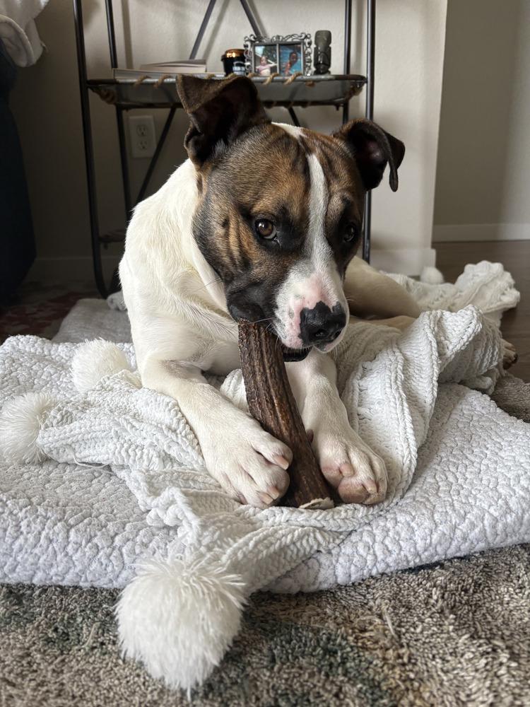 Spud, a Adoptable mixed breed in Evergreen, CO image 4/6
