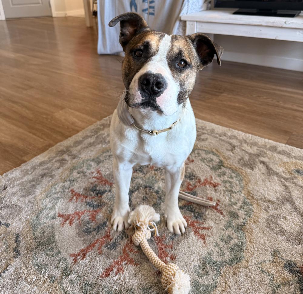 Spud, a Adoptable mixed breed in Evergreen, CO image 3/6