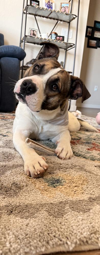 Spud, a Adoptable mixed breed in Evergreen, CO image 6/6