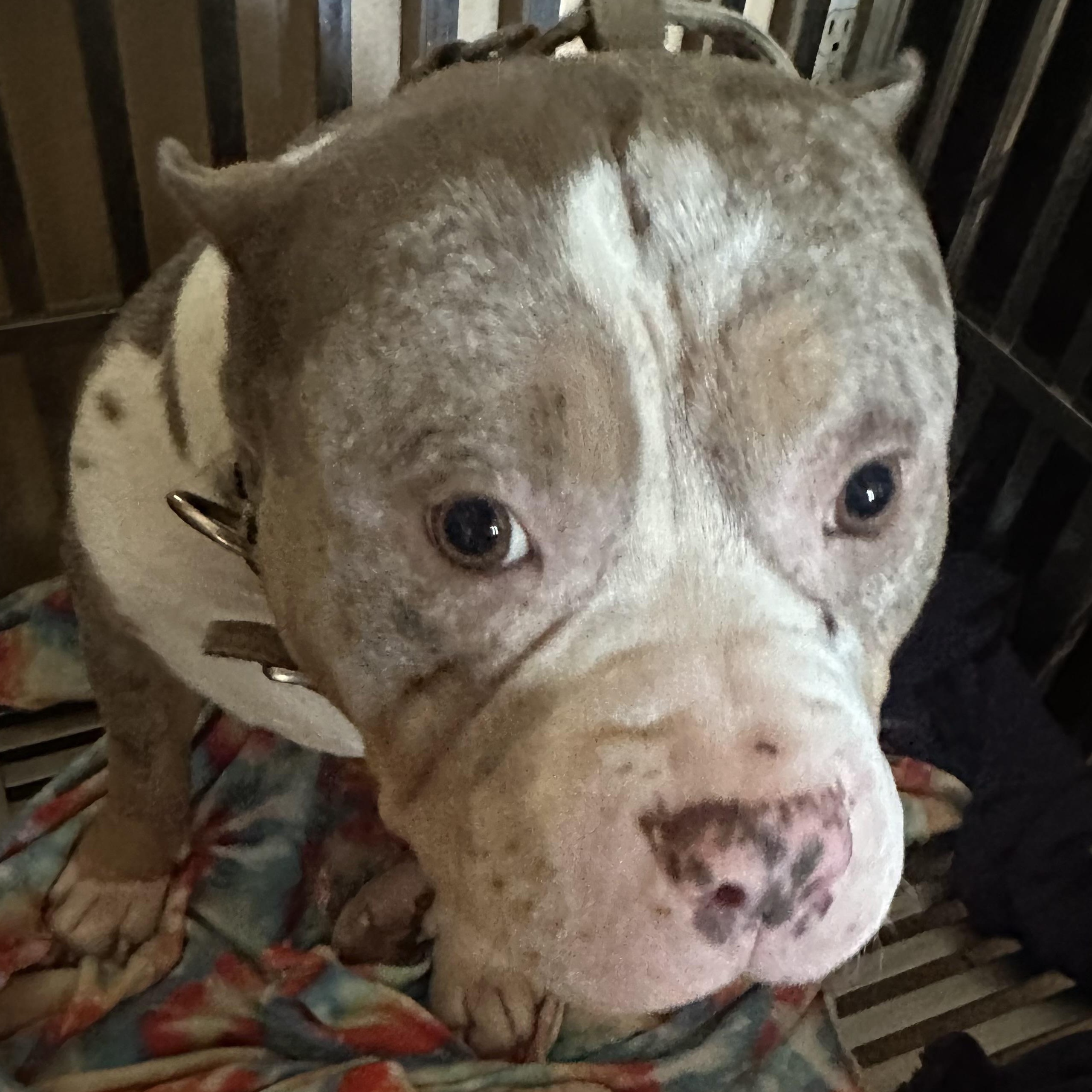 Cash, Adoptable, Adult Male American Bully.