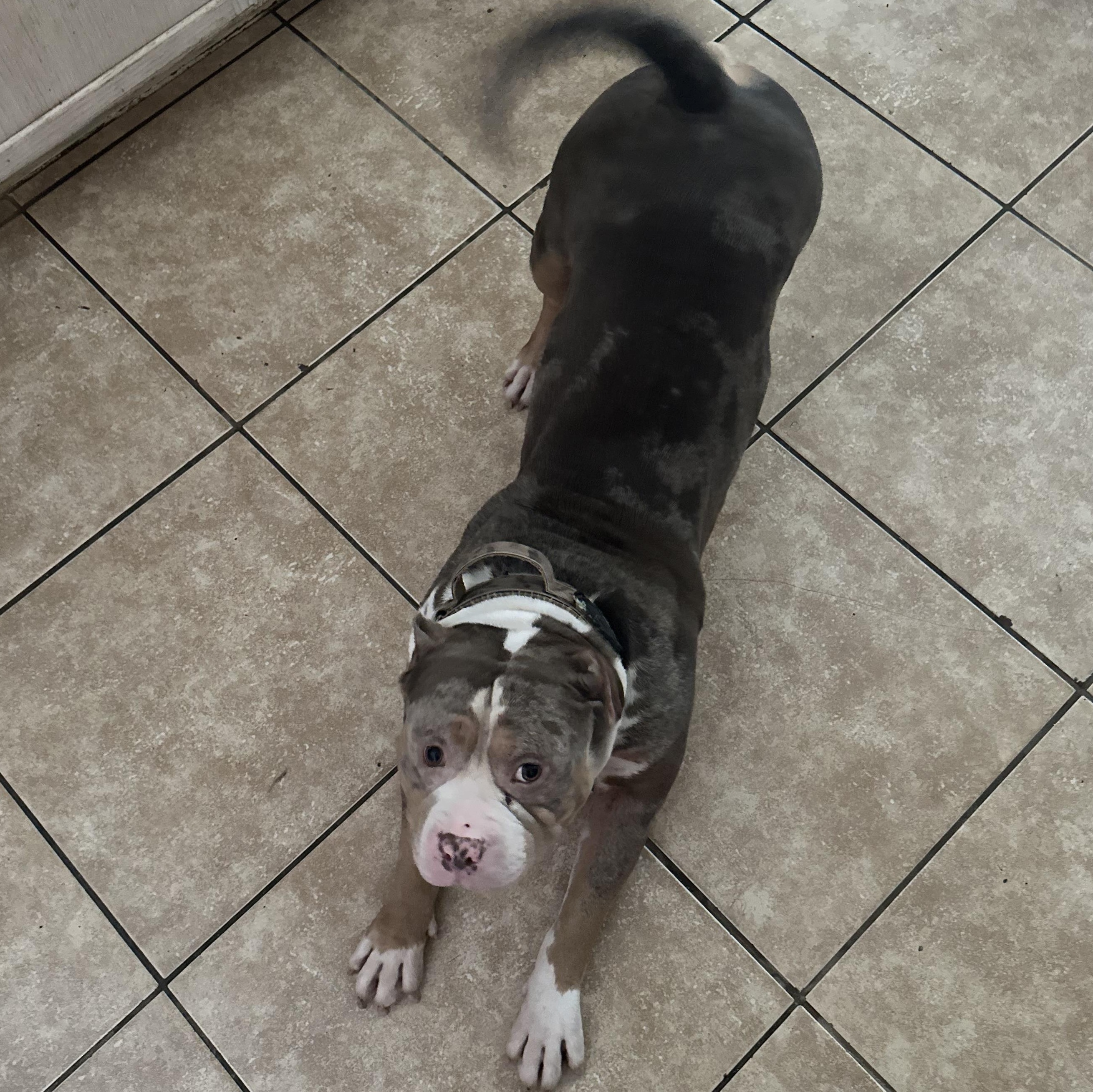Cash, a Adoptable American Bully in Deltona, FL image 2/2