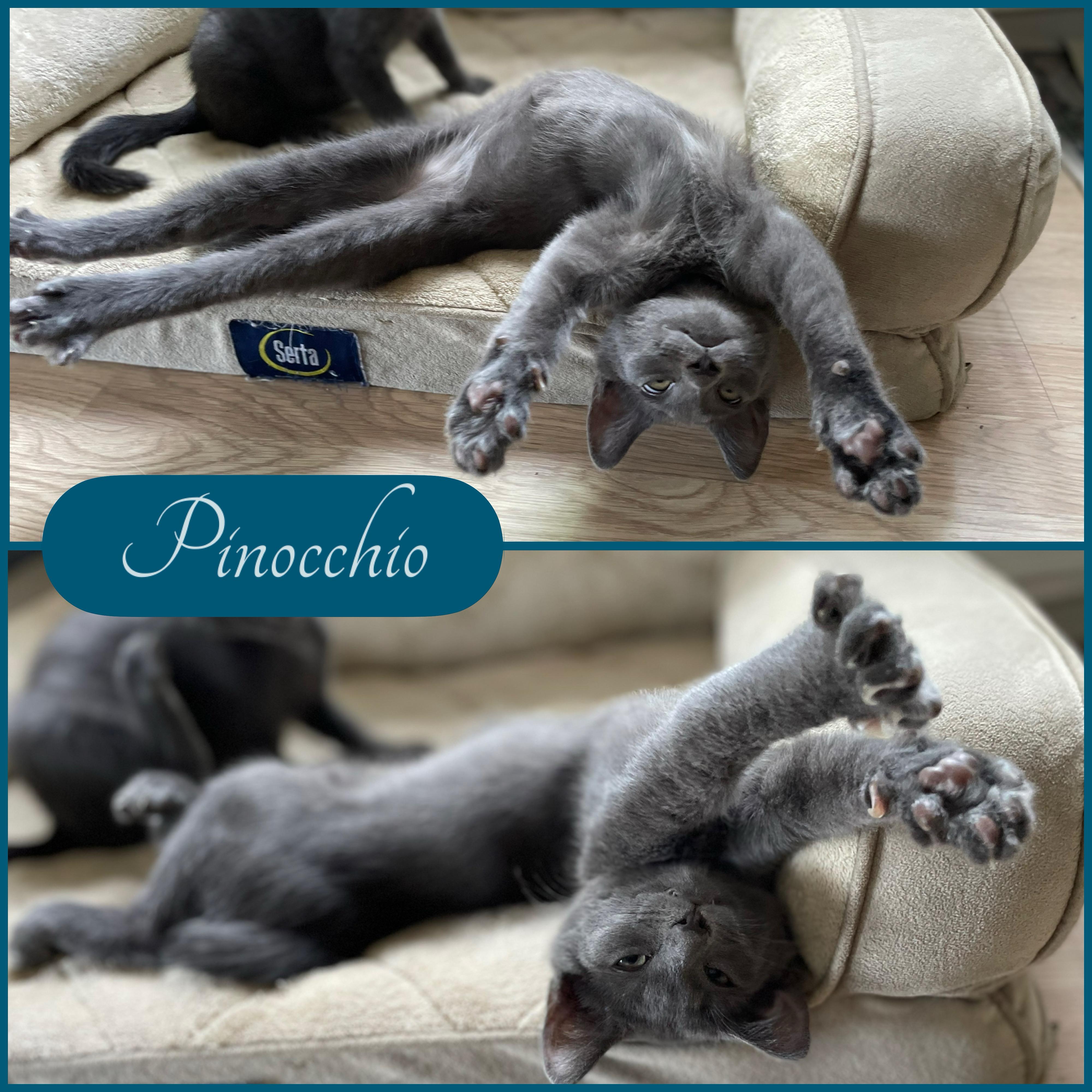 Enlarge Pinocchio, an adopted mixed breed in Vallejo, CA image 1/1