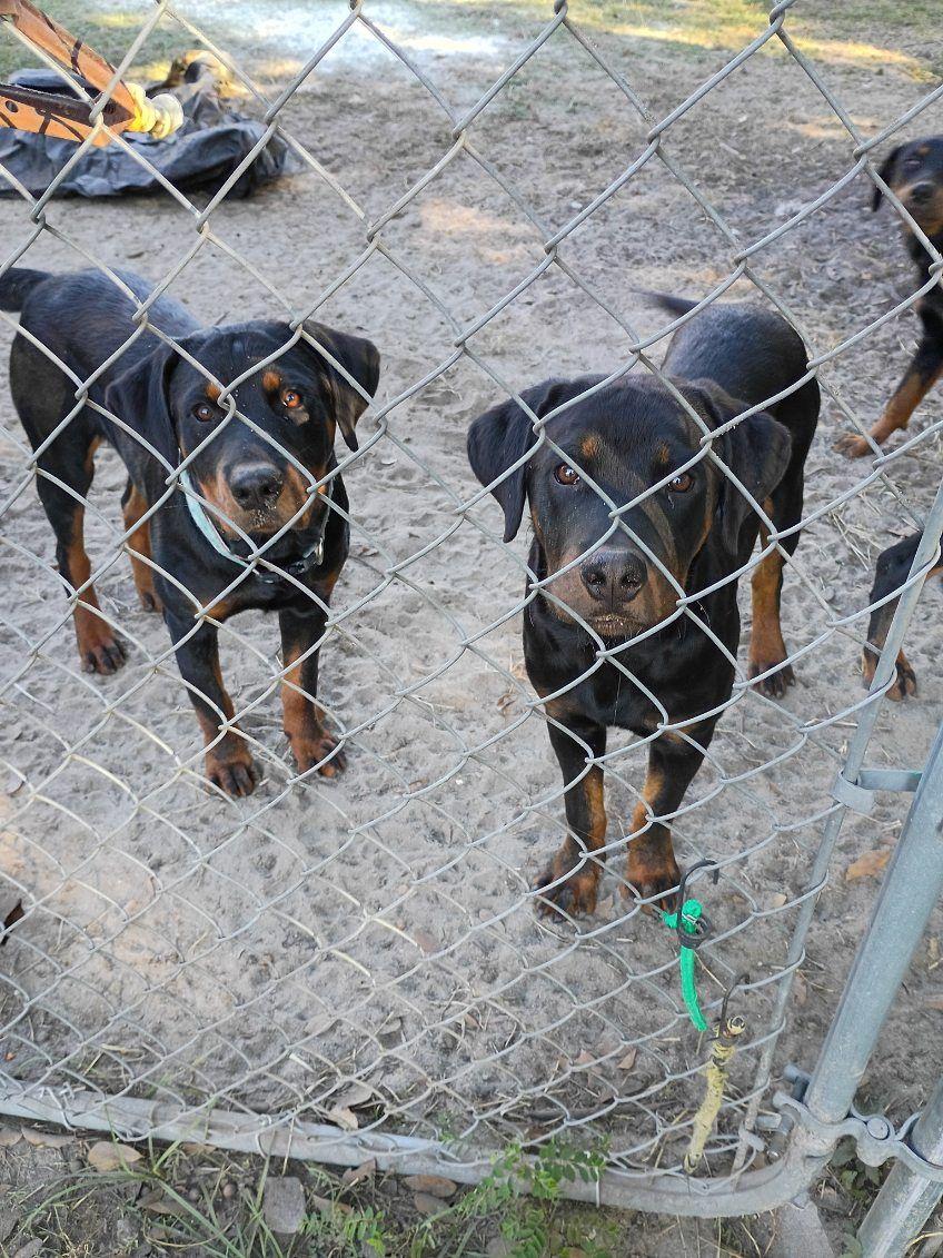 Enlarge Diesel, a Adoptable Rottweiler in Savannah, GA image 1/4