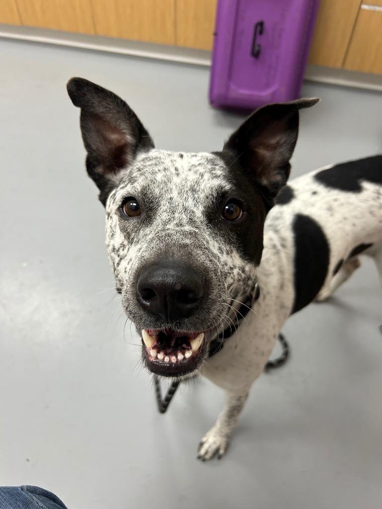 Lucy, Adoptable, Adult Female Australian Cattle Dog / Blue Heeler & Catahoula Leopard Dog.